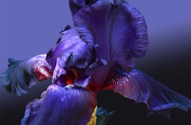 Iris